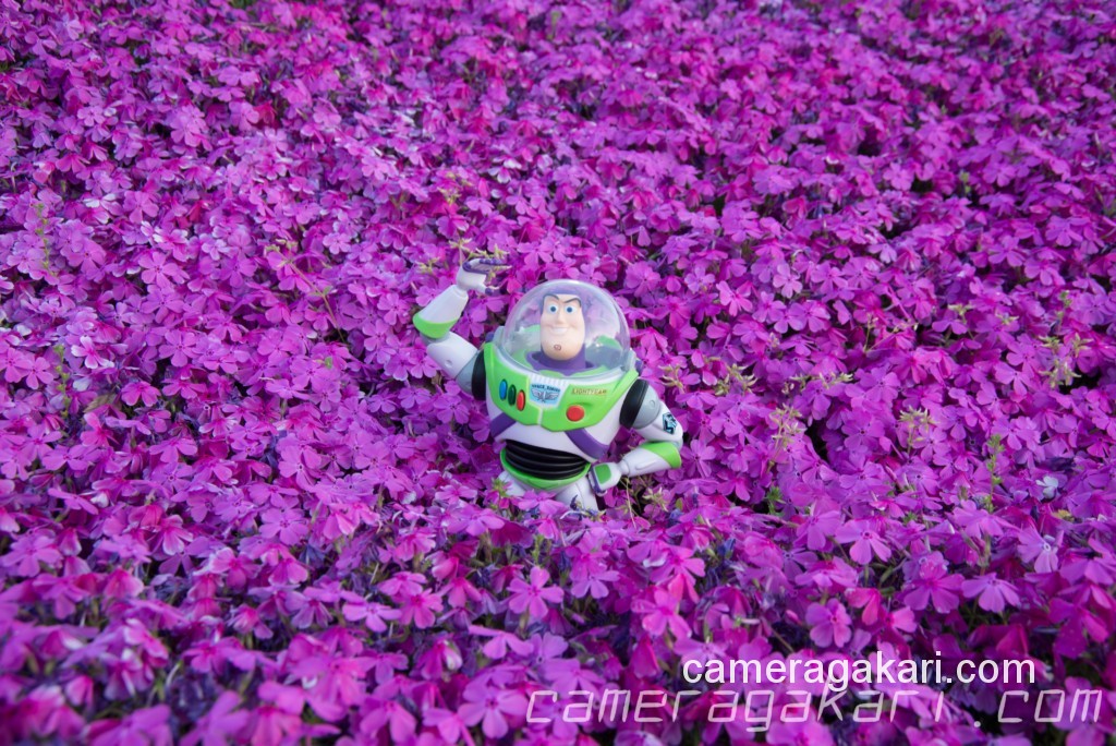 バズ・ライトイヤーと芝桜