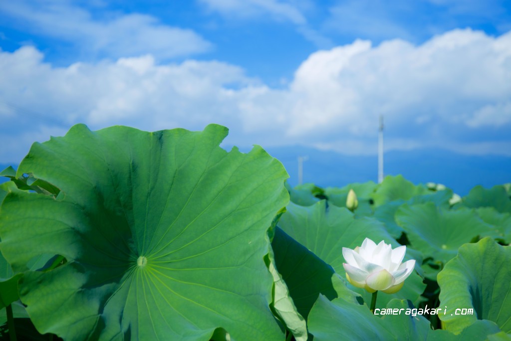 レンコン畑と青空　レタッチ後