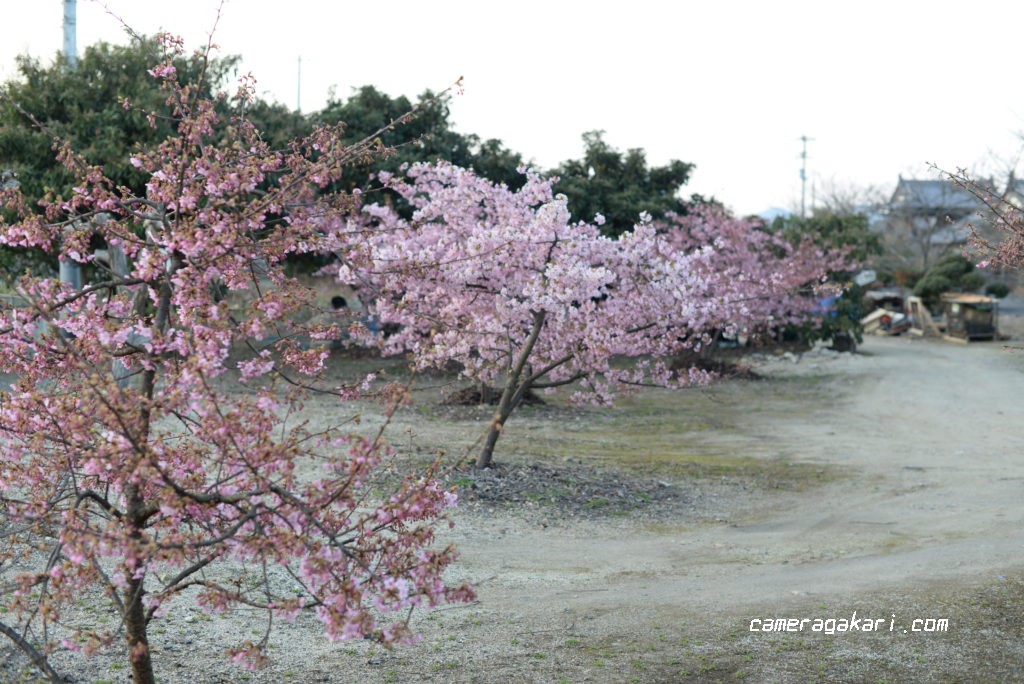 工場の桜