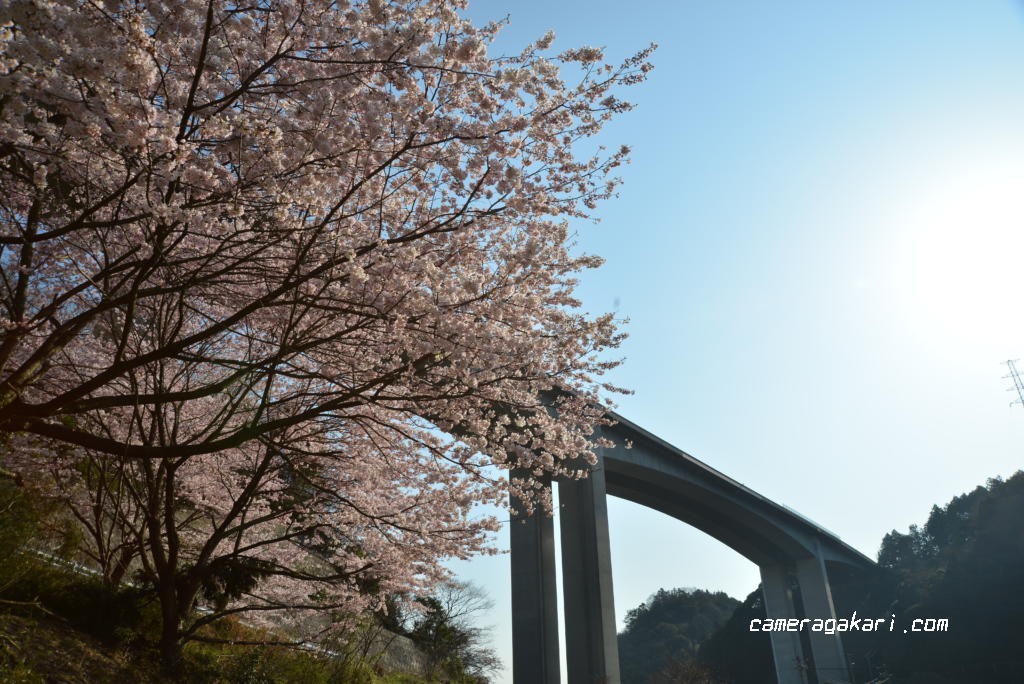 愛媛の桜写真撮影スポットシリーズ 西条市と東温市を結ぶ国道11号線の峠道 桜三里 は桜が綺麗なスポット 四国カメラ係